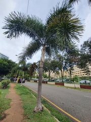 Arecaceae