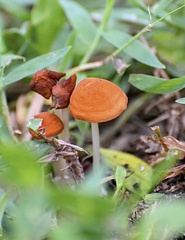 Marasmius vagus