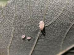 Eucallipterus tiliae