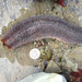 Reddish Brown Sea Cucumber - Photo (c) Claude Nozères, some rights reserved (CC BY-NC), uploaded by Claude Nozères