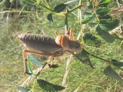 Ephippiger terrestris