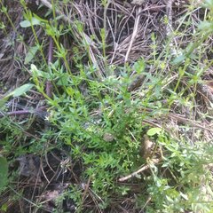 Galium aschenbornii