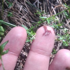 Galium aschenbornii