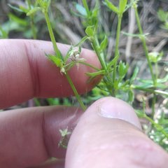 Galium aschenbornii