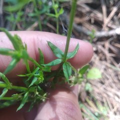 Galium aschenbornii