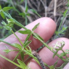Galium aschenbornii