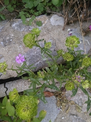 Iberis umbellata