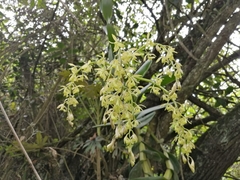 Epidendrum excisum