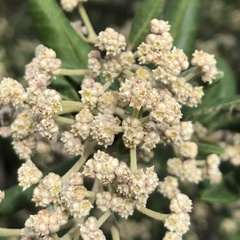 Spyridium globulosum