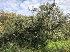 Spyridium globulosum