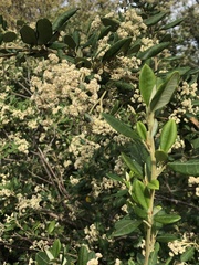 Spyridium globulosum