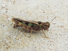 Encoptolophus costalis