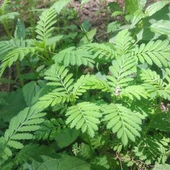 Tagetes foetidissima