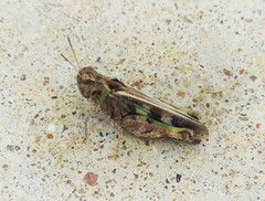 Encoptolophus costalis