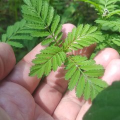 Tagetes foetidissima