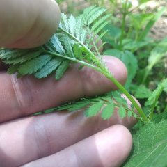 Tagetes foetidissima