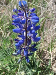 Lupinus guadalupensis
