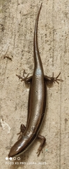 Marisora lineola