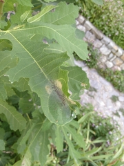 Choreutis nemorana