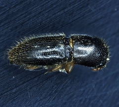 Xyleborinus andrewesi