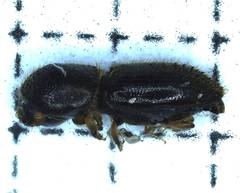 Xyleborinus andrewesi
