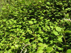 Fuchsia perscandens