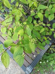 Philadelphus coronarius