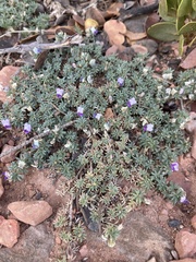 Oxytropis oreophila
