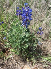 Lupinus guadalupensis