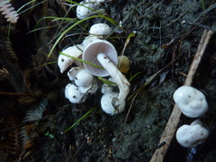 Cortinarius laquellus
