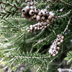 Melaleuca lanceolata