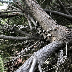 Melaleuca lanceolata