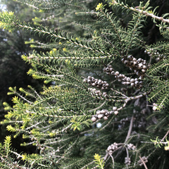 Melaleuca lanceolata
