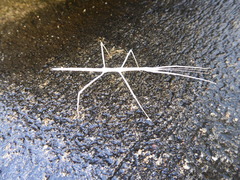 Pseudosermyle strigata