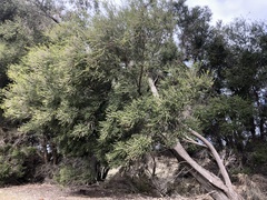 Melaleuca lanceolata