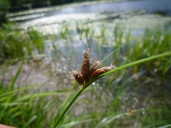 Bolboschoenus maritimus maritimus