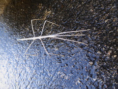 Pseudosermyle strigata