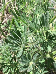 Lupinus guadalupensis