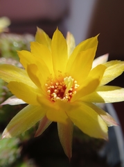 Lobivia silvestrii