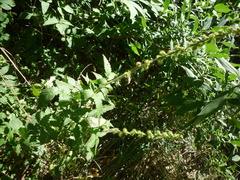 Agrimonia eupatoria eupatoria