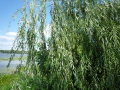 Salix × pendulina