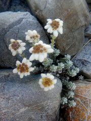 Leucogenes grandiceps