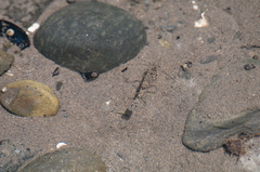 Crangon septemspinosa