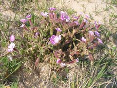 Silene littorea