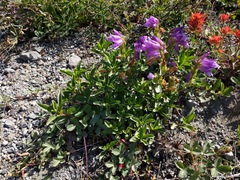 Penstemon cardwellii
