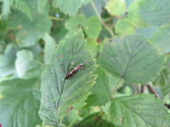 Athripsodes albifrons