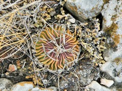 Echinofossulocactus pentacanthus