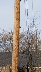 Melanerpes carolinus