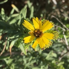 Deinandra clementina