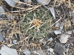 Echinofossulocactus pentacanthus